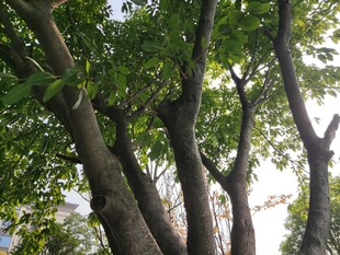 繁茂树木展现自然生机