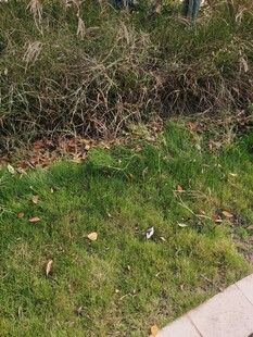 路边草地与低矮植被景观