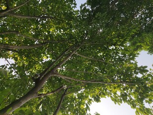 仰视繁茂绿树的清新景象