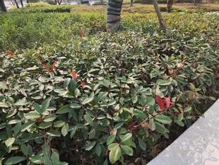 路边绿植与娇艳红花