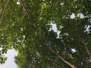 仰视茂密树林绿意盎然