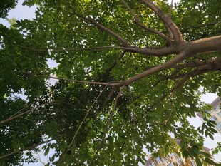 仰视繁茂大树枝叶