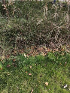 草地与杂草的自然景象