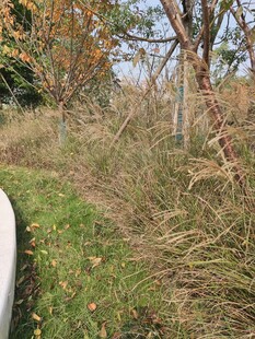 秋日郊野小径景色