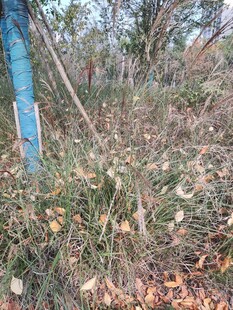 野外杂草丛生景象