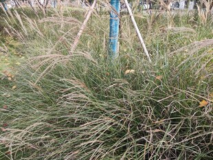 户外丛生的茂密绿植