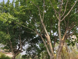 夏日繁茂绿树景观