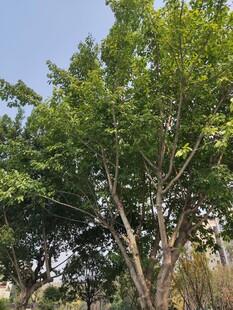 阳光下的葱郁绿树