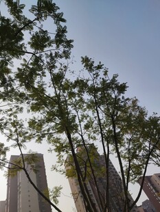 城市间的绿树蓝天