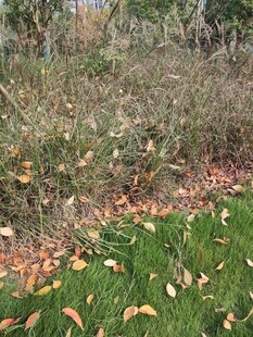 秋日草地落叶景致