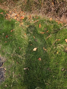 秋日草地落叶景象