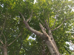 虬枝伸展的繁茂树木