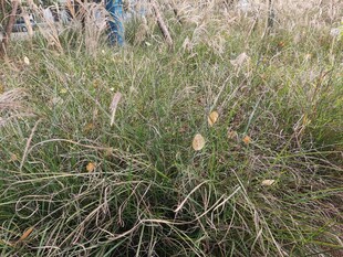 野外茂盛的草丛景观