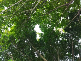 仰视茂密绿荫树冠