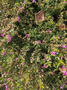 繁茂花丛中的多彩景致