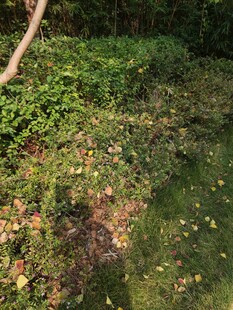 繁茂绿植覆盖的地面场景