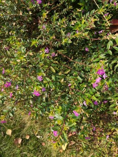 繁茂花丛中的紫色小花