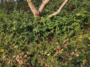 繁茂绿植中的分叉树干