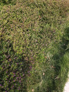 地面绿植景观特写