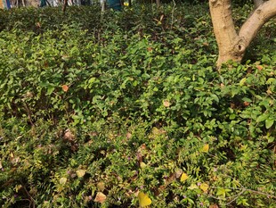 树下繁茂绿植景观