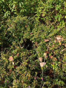 绿叶丛中的隐蔽洞穴