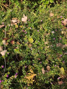 秋日繁茂绿植景象