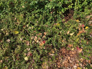 地面绿植与散落花瓣景象