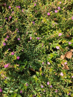 繁茂花丛中的多彩景致