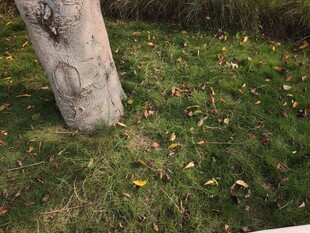 树干旁的草地与落叶