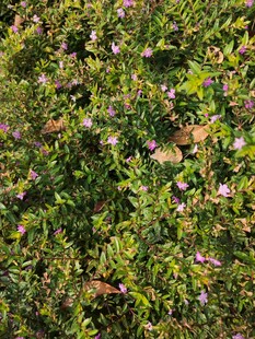 繁茂花丛中的多彩小花