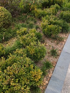 路边绿植景观