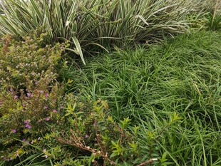 多样草本植物景观