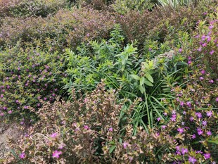 多彩花草植物景观