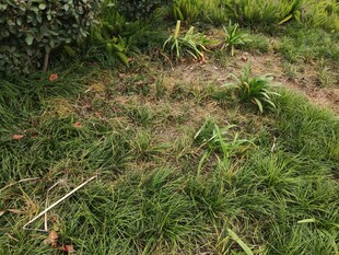 户外草地植物景象