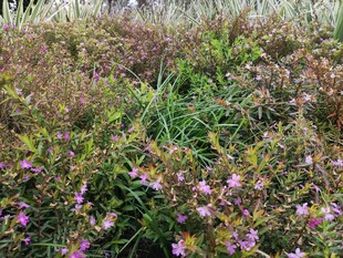 野外绽放的多彩小花