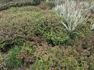 多样绿植覆盖的地面景观