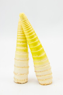 两根鲜嫩的新鲜竹笋