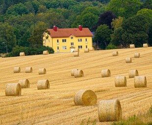 金黄田野中的温馨农舍