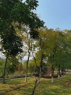 林间草地风景图