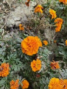 绽放的橙色万寿菊