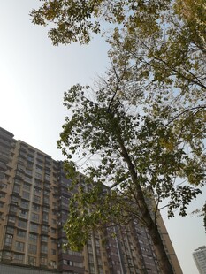 高楼旁枝叶繁茂的绿树