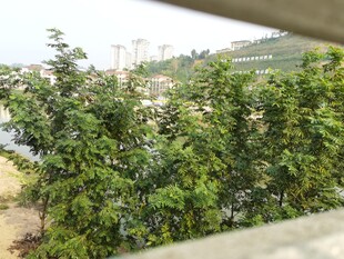 窗外绿意盎然的繁茂景象