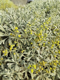 银叶植物间的黄色小花