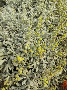 银叶植物中的黄色小花