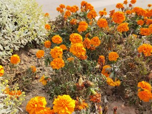 橙色花卉绽放美景