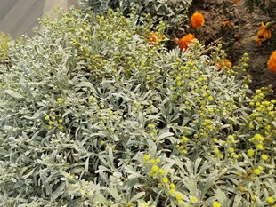 银叶植物与橙色花卉景观