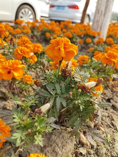 鲜艳三色堇绽放于户外