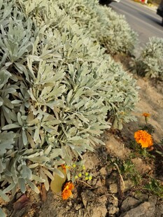 路边绿植与绽放的橙色小花