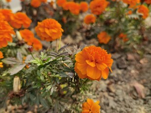 鲜艳橘色花朵绽放