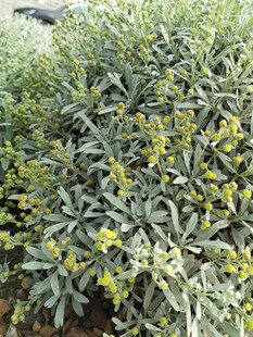 绿叶黄花的繁茂植物